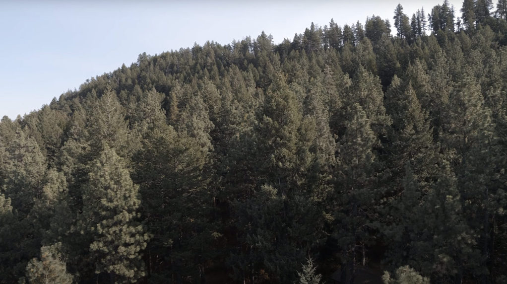 Birds eye view of a forest.